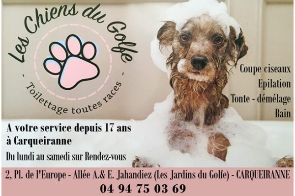Photo de les Chiens du Golfe Photo de les Chiens du Golfe